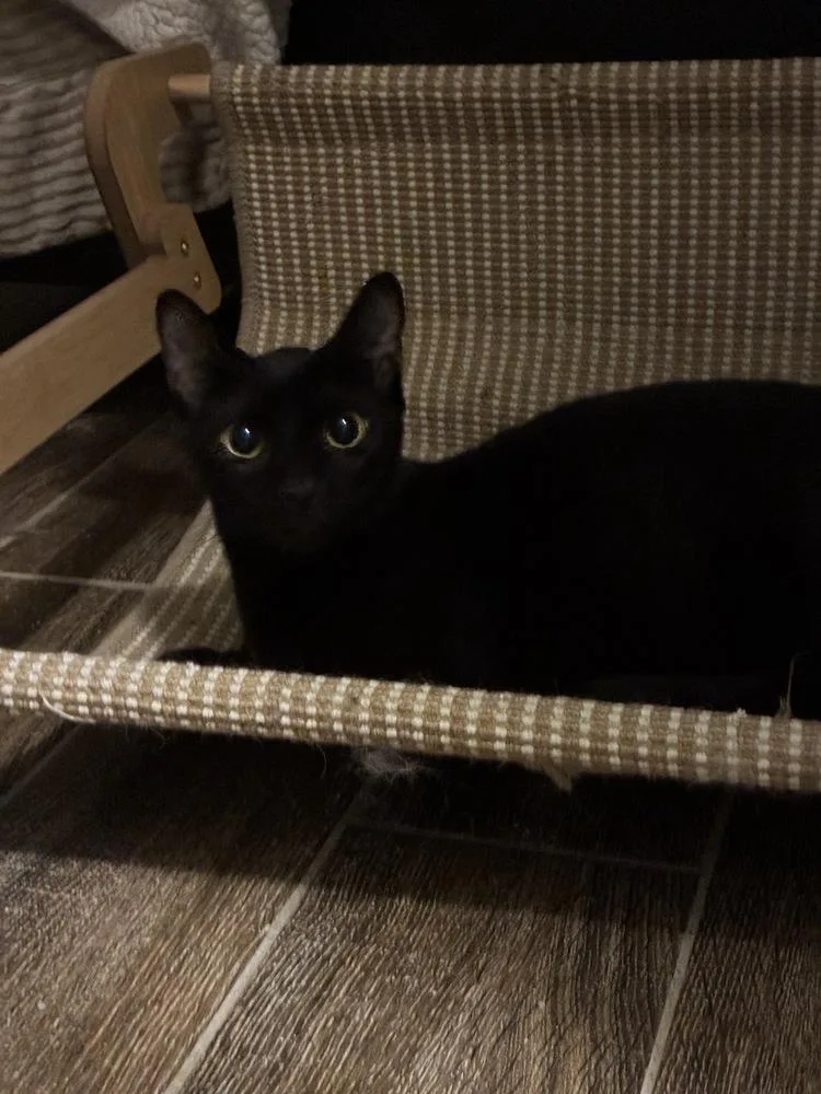 Marvelous Miss Merlin