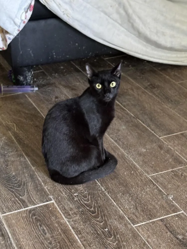 Marvelous Miss Merlin thumbnail 2