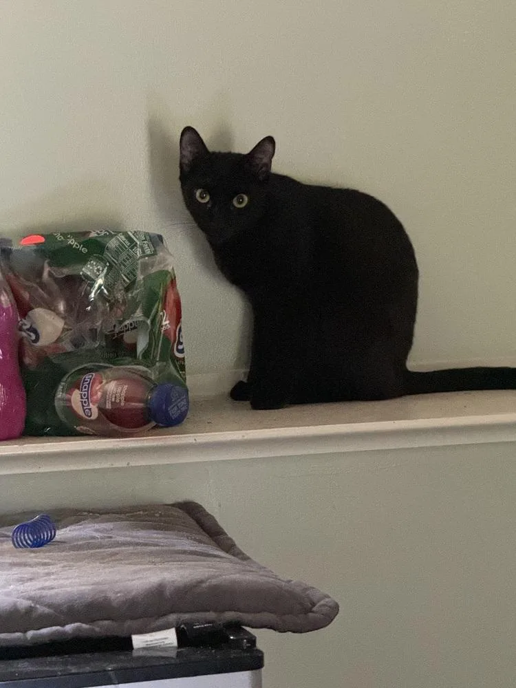 Marvelous Miss Merlin thumbnail 3