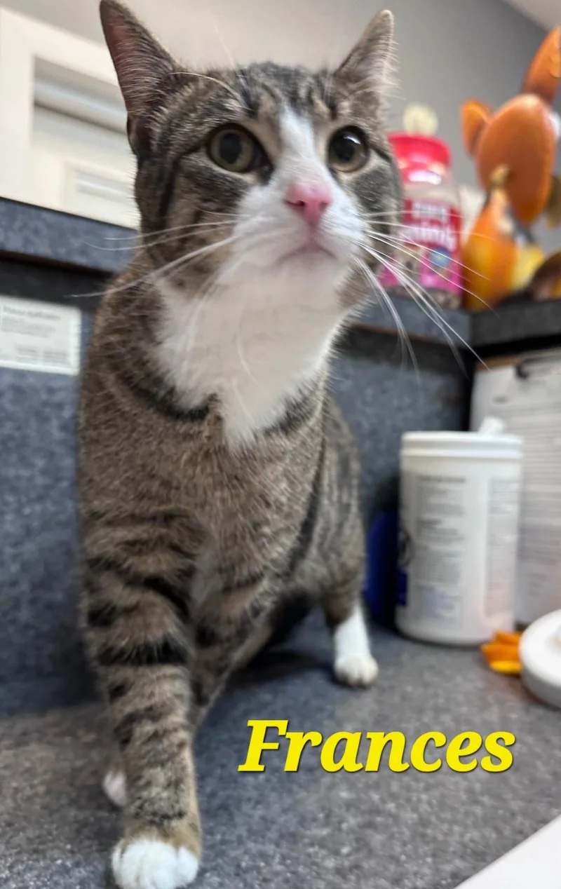 Frances