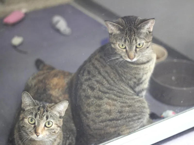 Petunia & Nona thumbnail 2