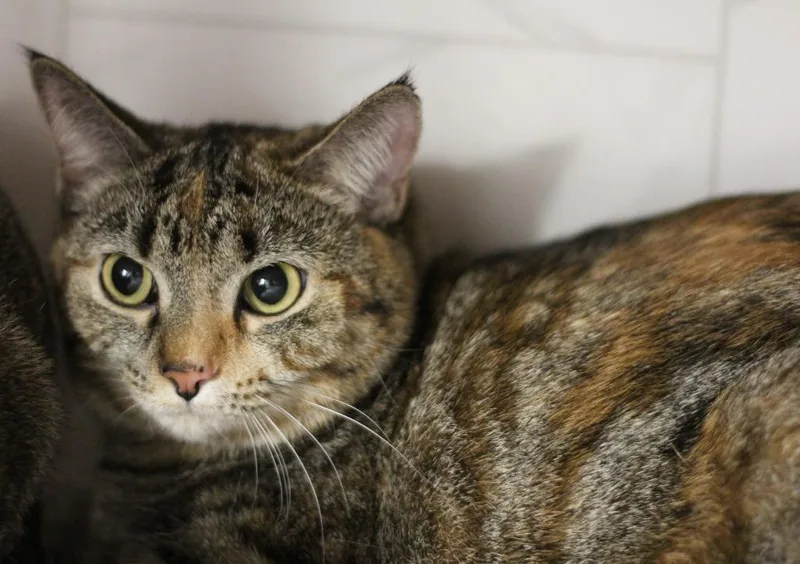 Petunia & Nona thumbnail 3