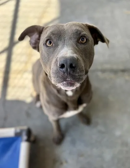 Daffodil thumbnail 2