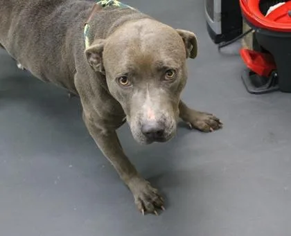 Daffodil thumbnail 3