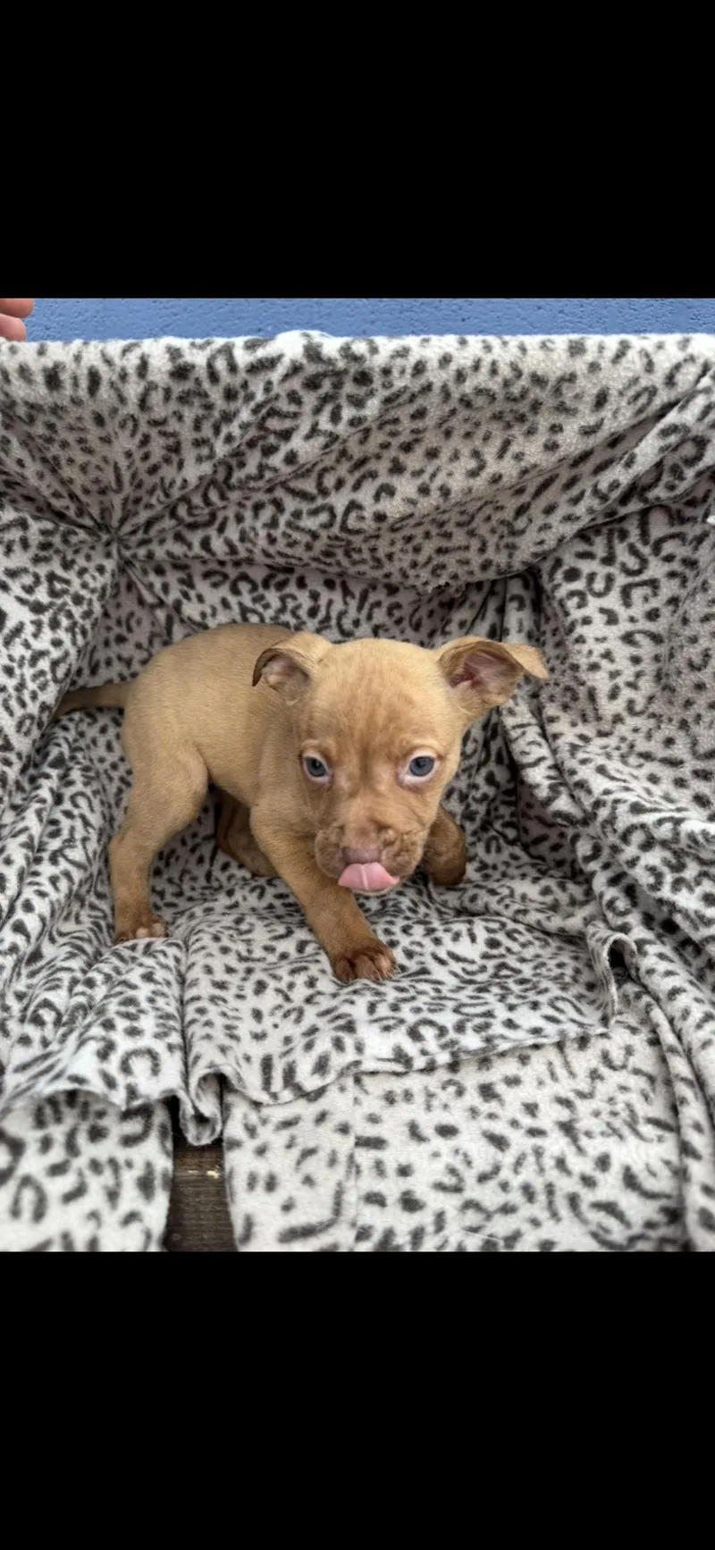 A baby medium-sized female Brown / Chocolate American Staffordshire Terrier dog named Karai for adoption in Chuckey, TN