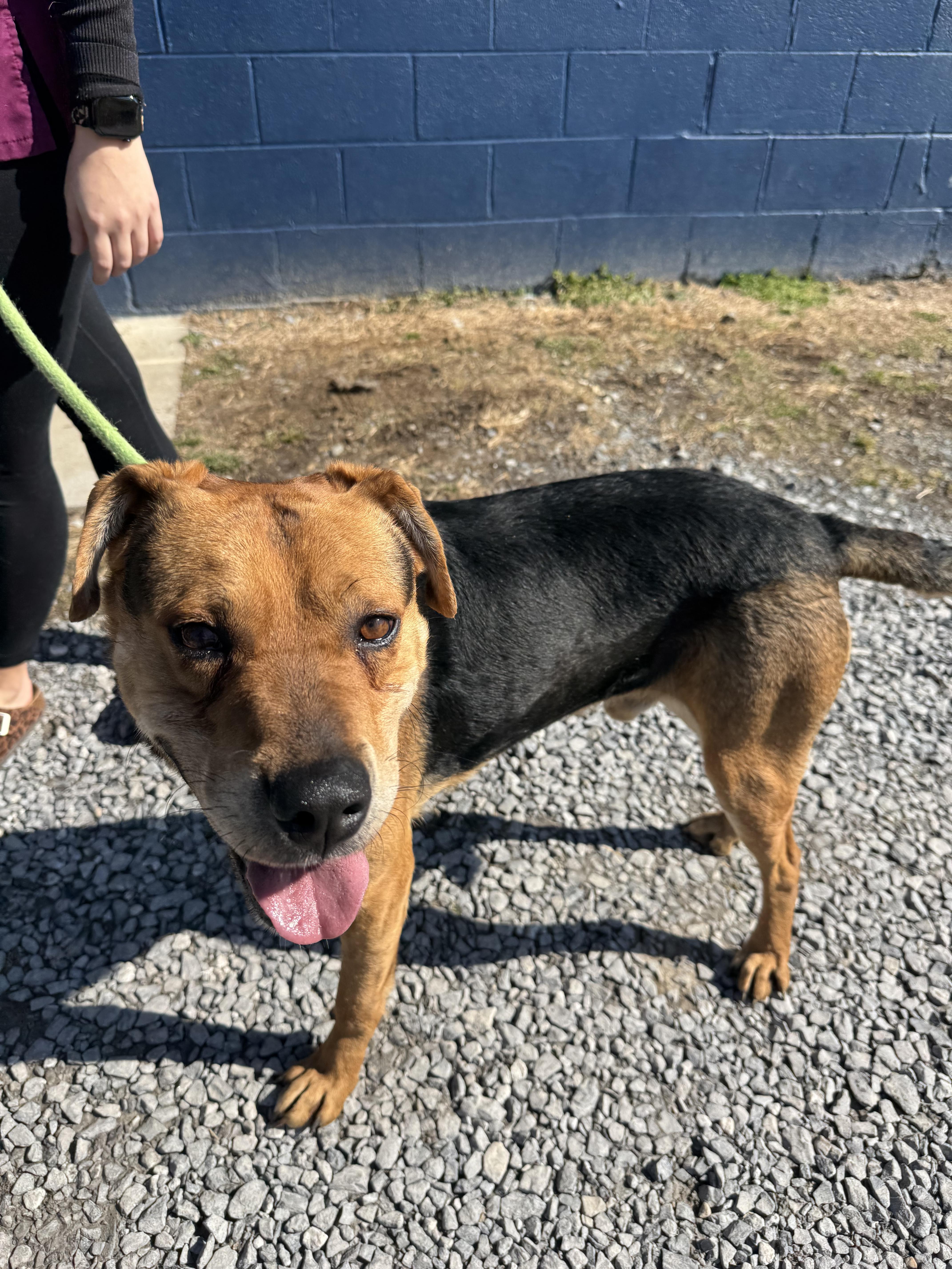 An adult medium-sized male Brown / Chocolate Shepherd dog named Bandit for adoption in Chuckey, TN