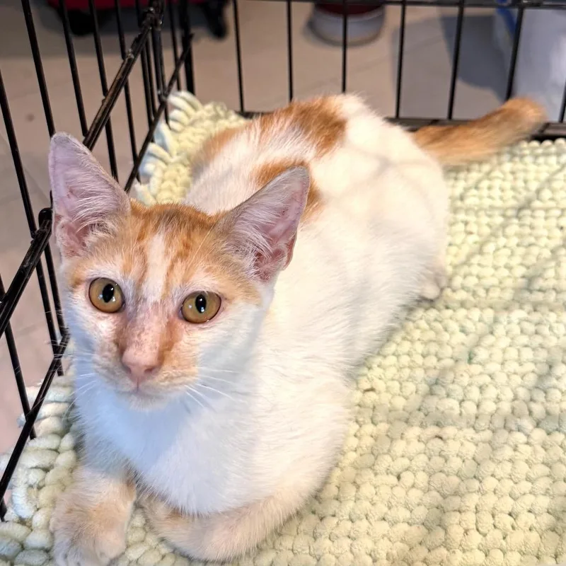 Fluffernutter thumbnail 2