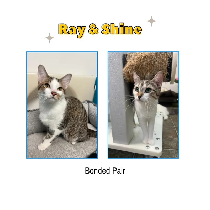 Ray & Shine