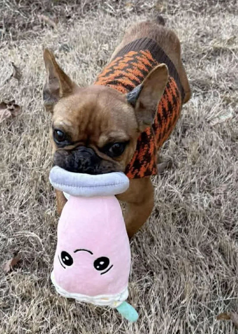 Mr.snuggles thumbnail 2