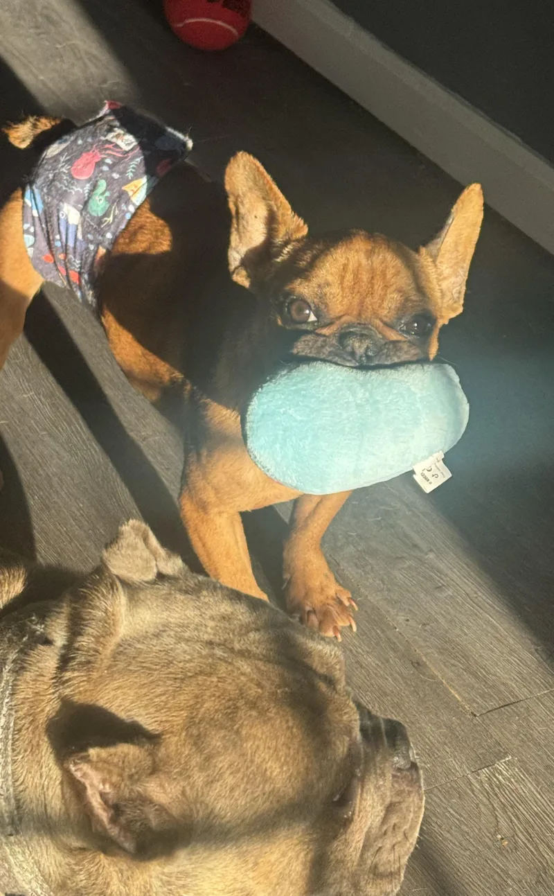 Mr.snuggles thumbnail 3