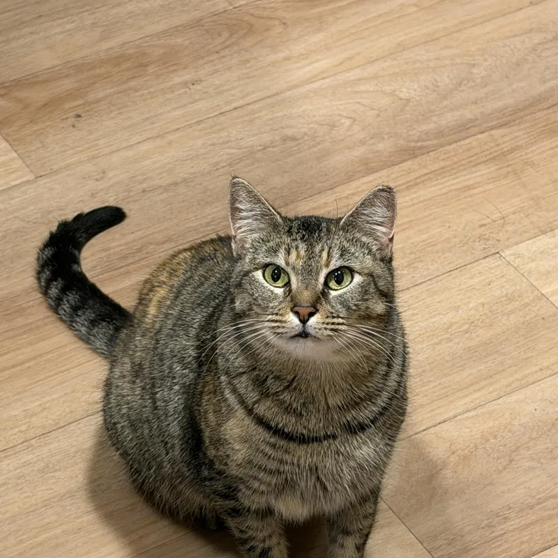 Goldie Briar thumbnail 2