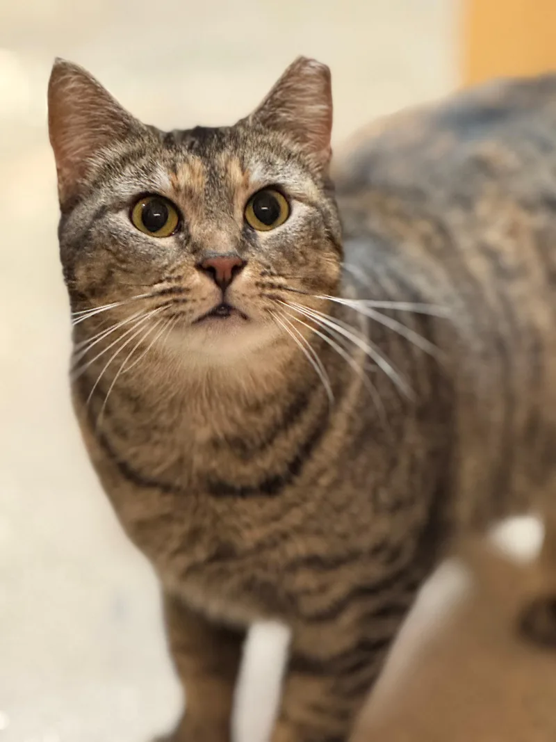 Goldie Briar thumbnail 5