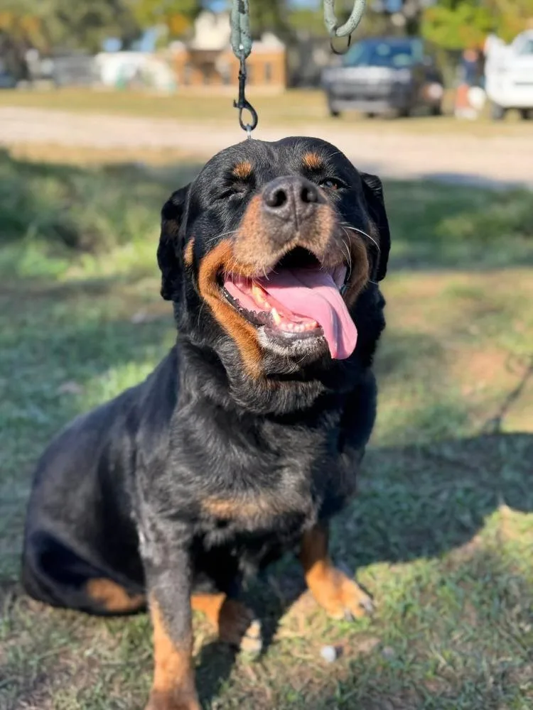 Holly Paws thumbnail 2