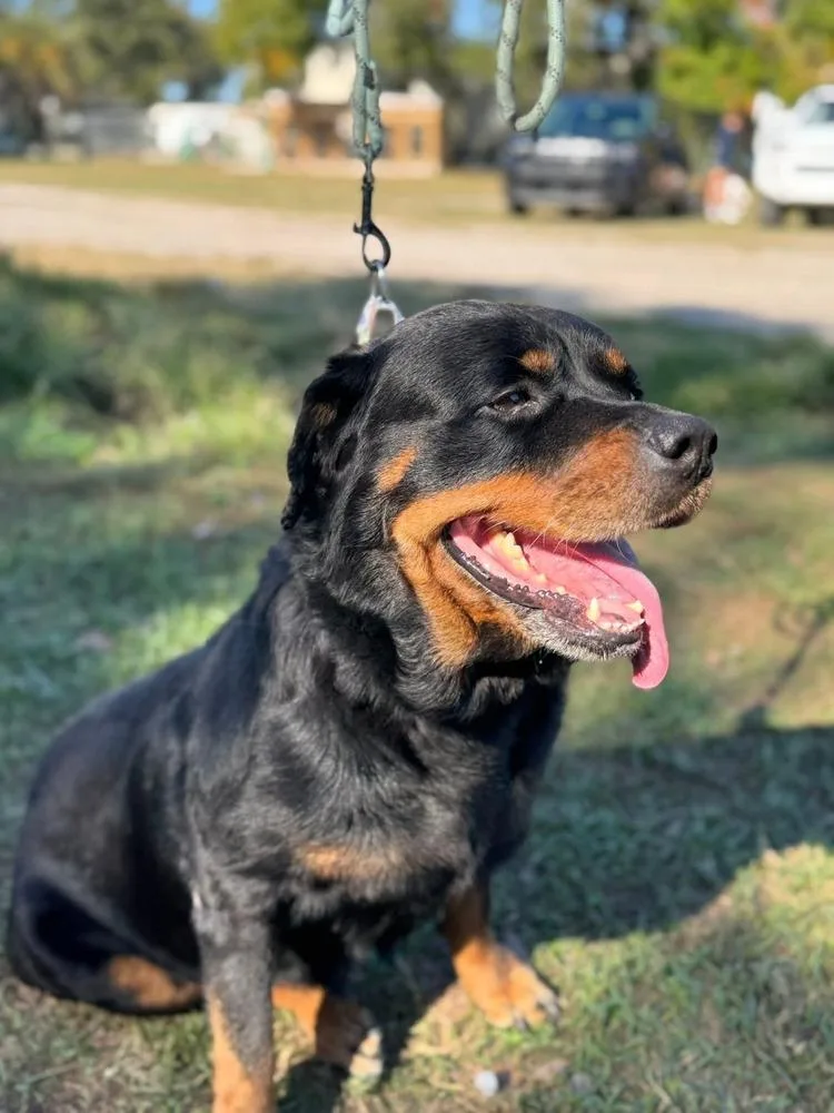 Holly Paws thumbnail 3