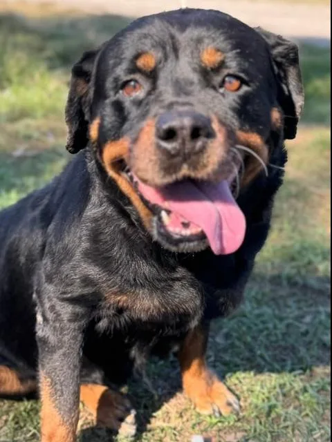 Holly Paws thumbnail 4