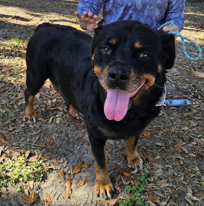 Holly Paws thumbnail 5