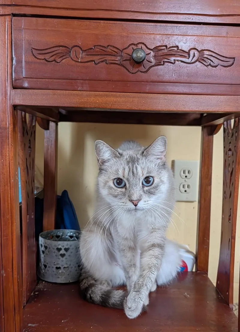 An adult medium-sized female Lilac Point Siamese cat named Tabitha for adoption in RIVERSIDE, CA