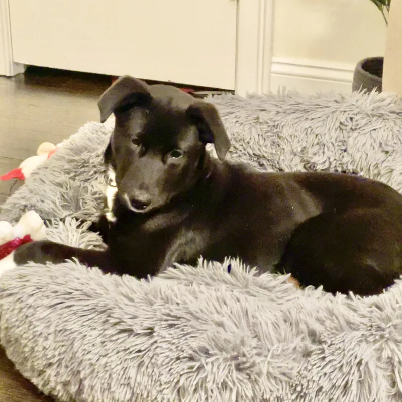 Pythagoras thumbnail 2