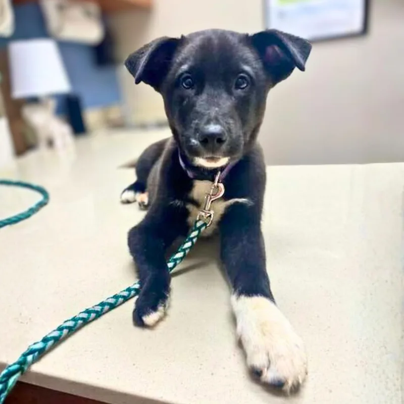 Pythagoras thumbnail 3