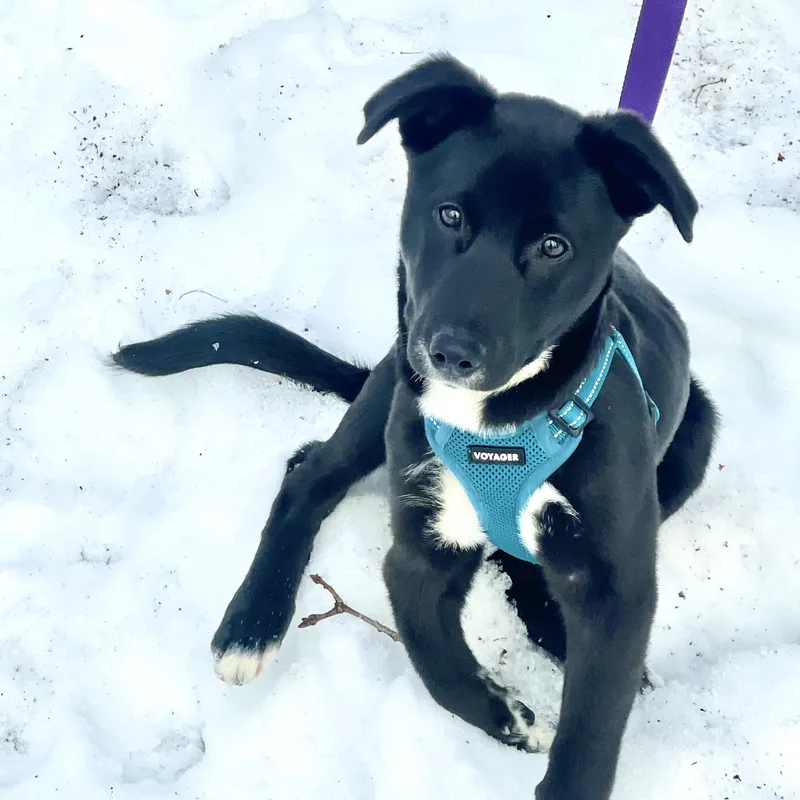 Pythagoras thumbnail 4