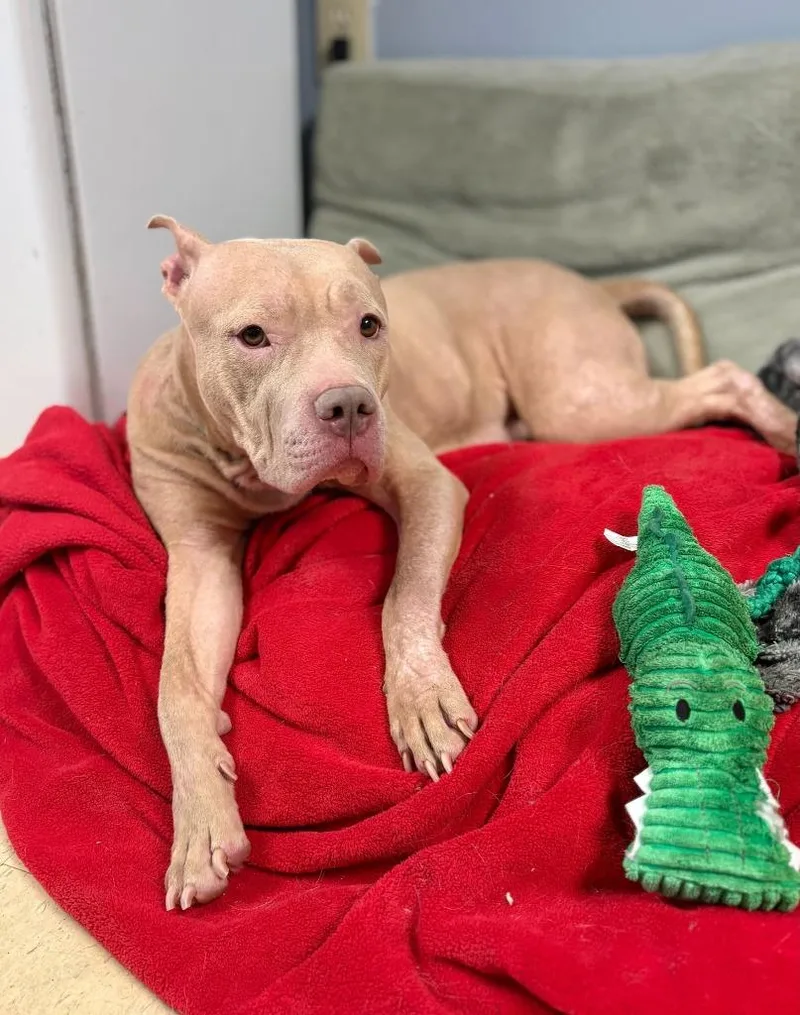 Honey Beatrice thumbnail 2