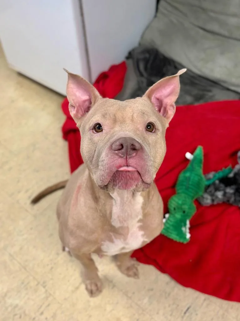 Honey Beatrice thumbnail 3