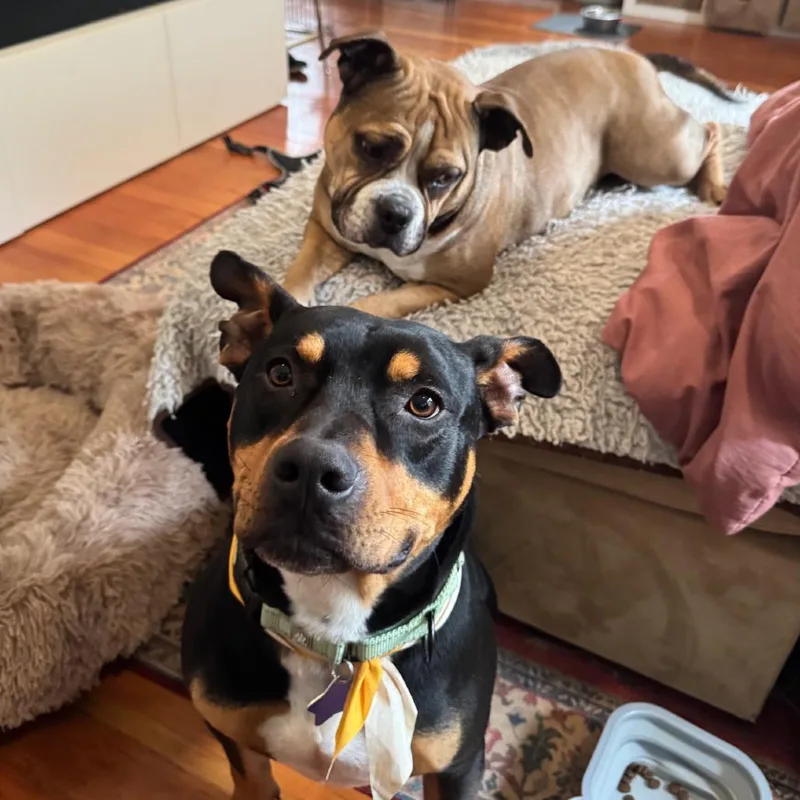 Mr. Beans thumbnail 3