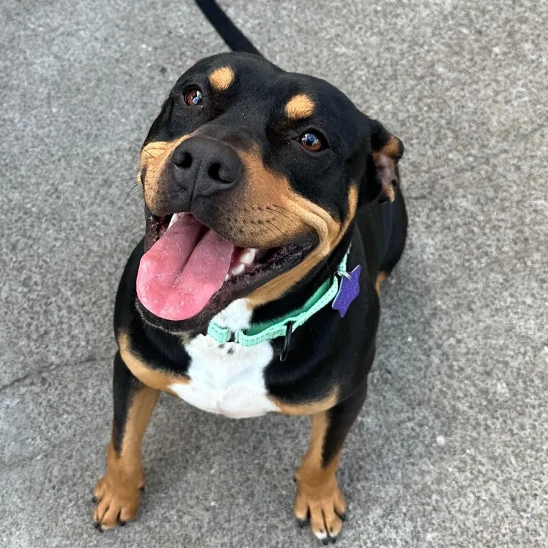 Mr. Beans thumbnail 4