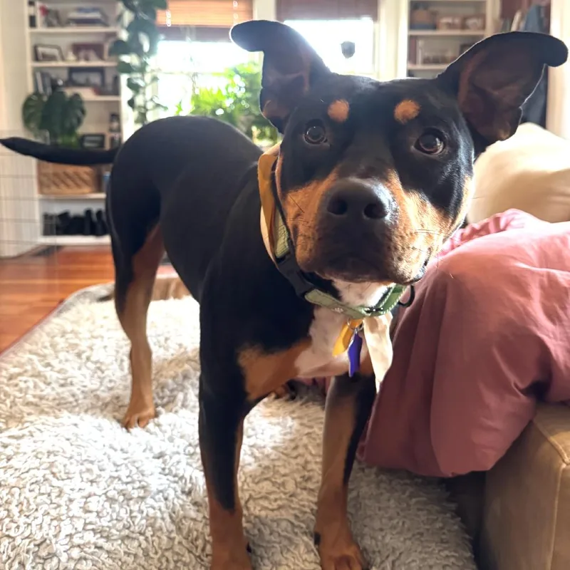 Mr. Beans thumbnail 5