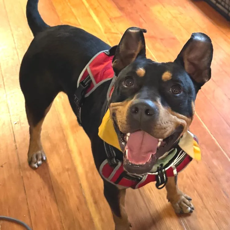 Mr. Beans thumbnail 6