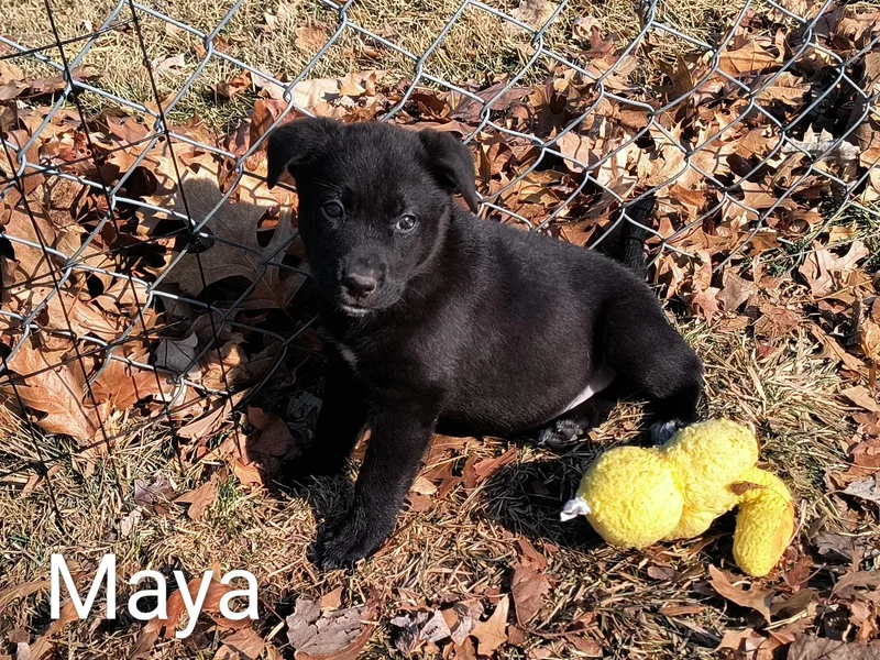 Maya thumbnail 2