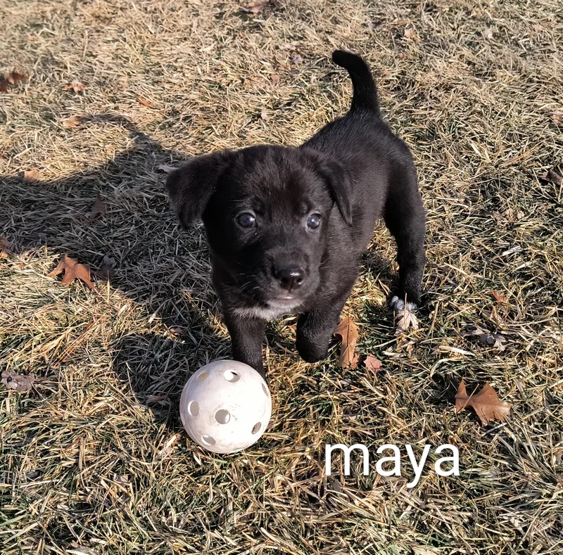 Maya thumbnail 3
