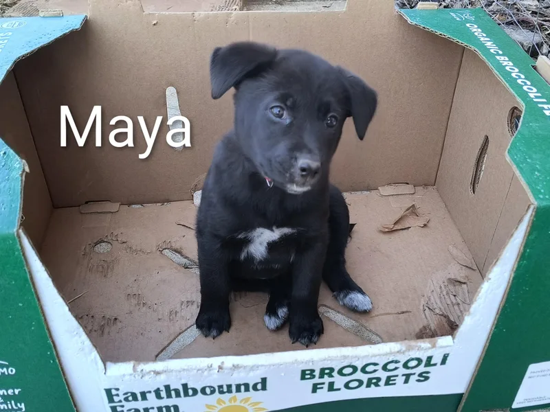 Maya thumbnail 4