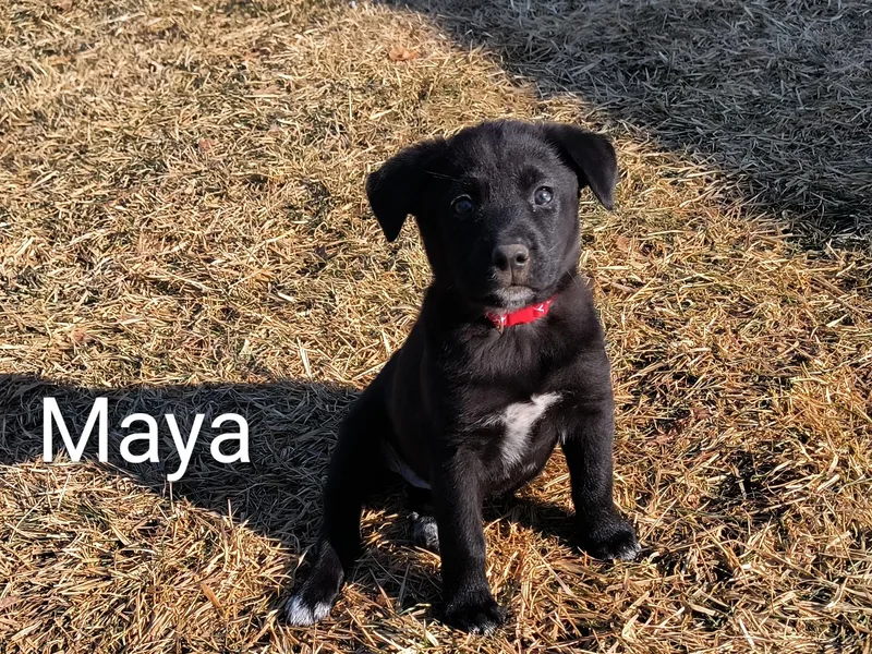 Maya