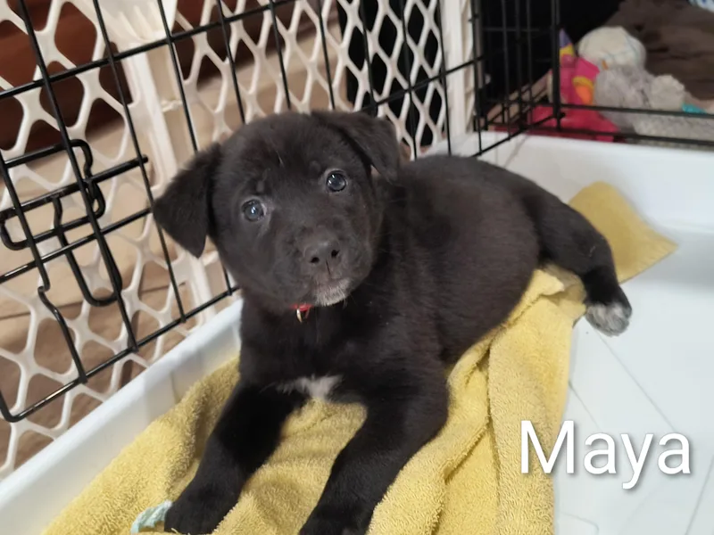 Maya thumbnail 5