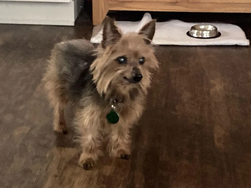 Simon  Sweet Old thumbnail 2