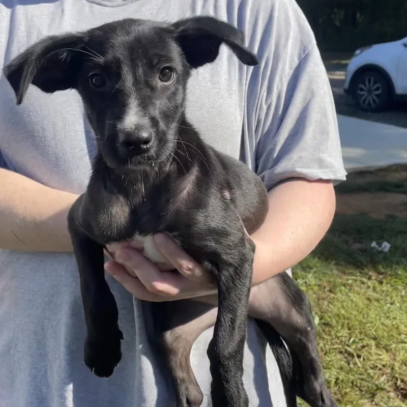 Snuggle Wuggle thumbnail 2