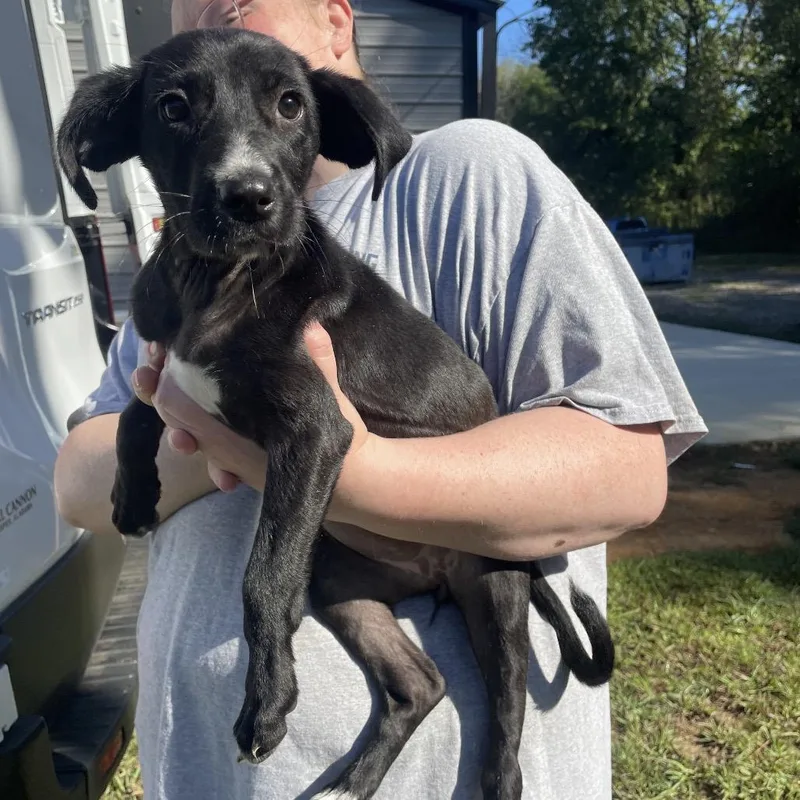 Snuggle Wuggle thumbnail 3