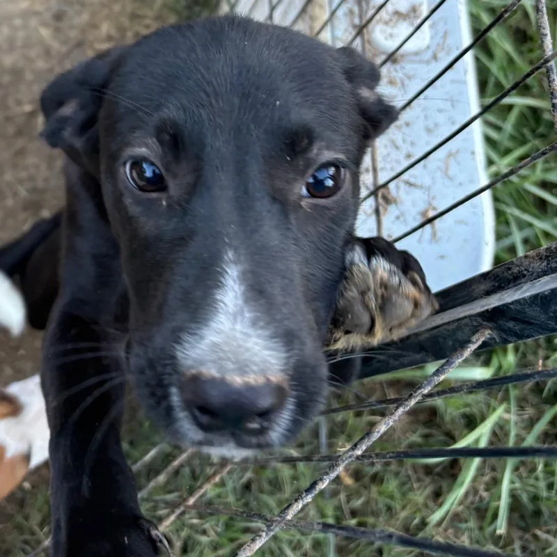 Snuggle Wuggle thumbnail 4