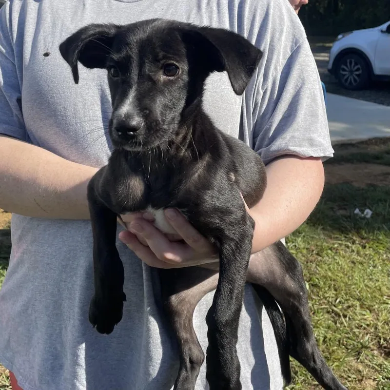 Snuggle Wuggle thumbnail 5