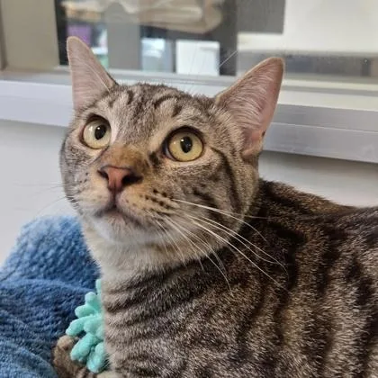 Chamberlain thumbnail 2