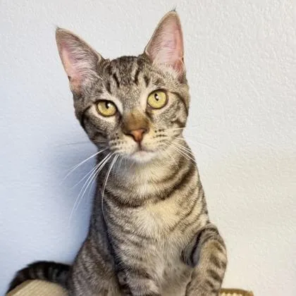 Chamberlain thumbnail 3