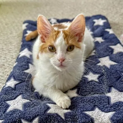 Whirligig thumbnail 2