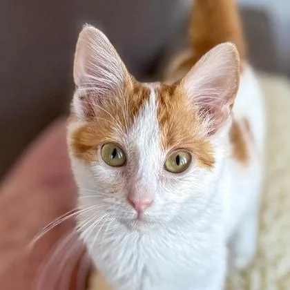 Whirligig thumbnail 3