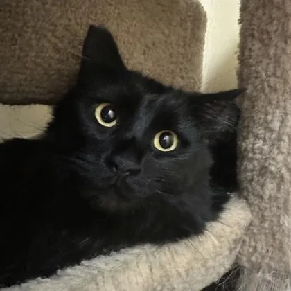 Sister Curly Tail thumbnail 2