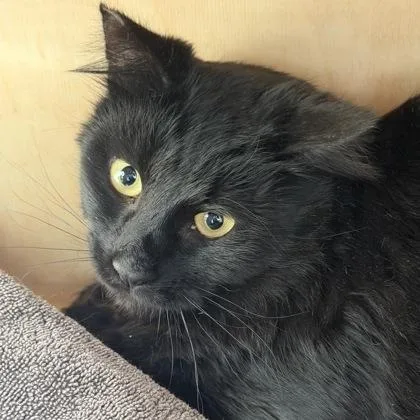 Sister Curly Tail thumbnail 3