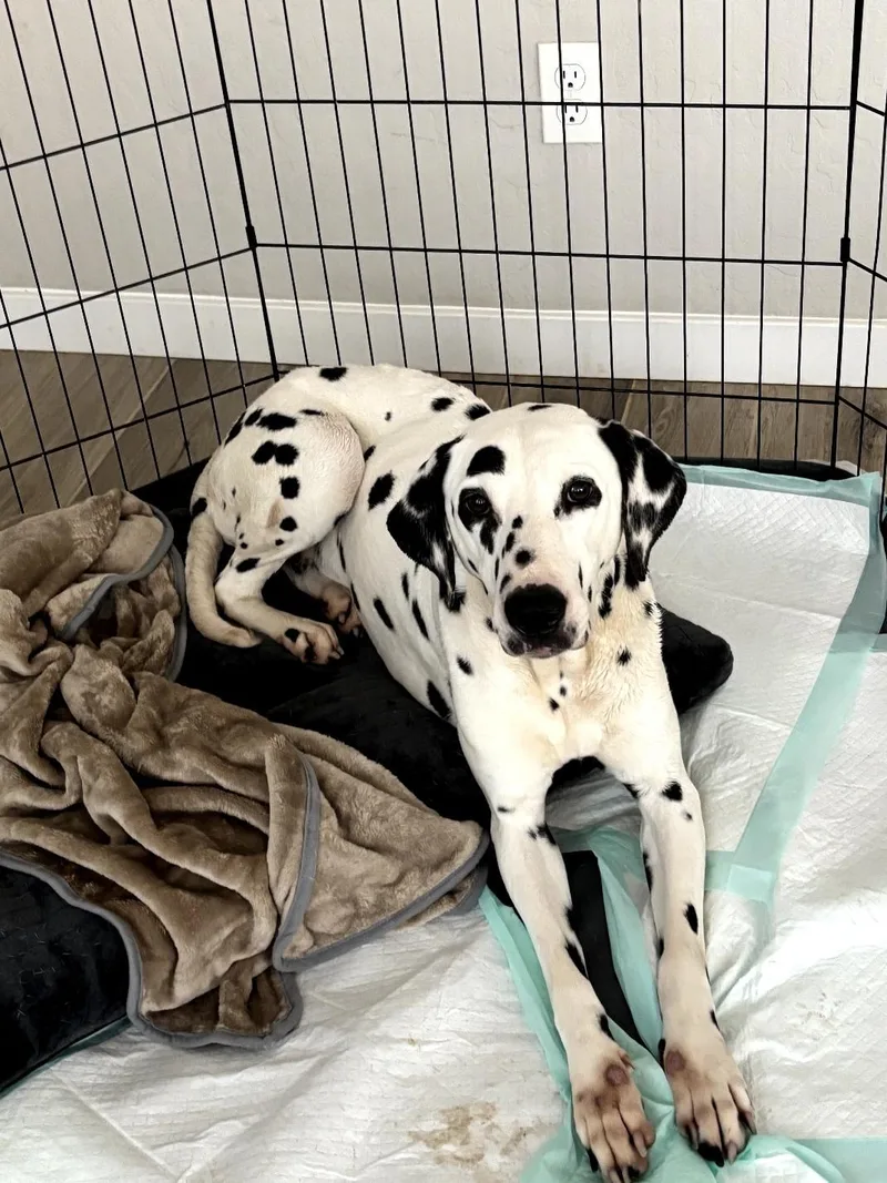 A young medium-sized female White / Cream Dalmatian dog named Valentinefresno  Ca for adoption in San Diego, CA