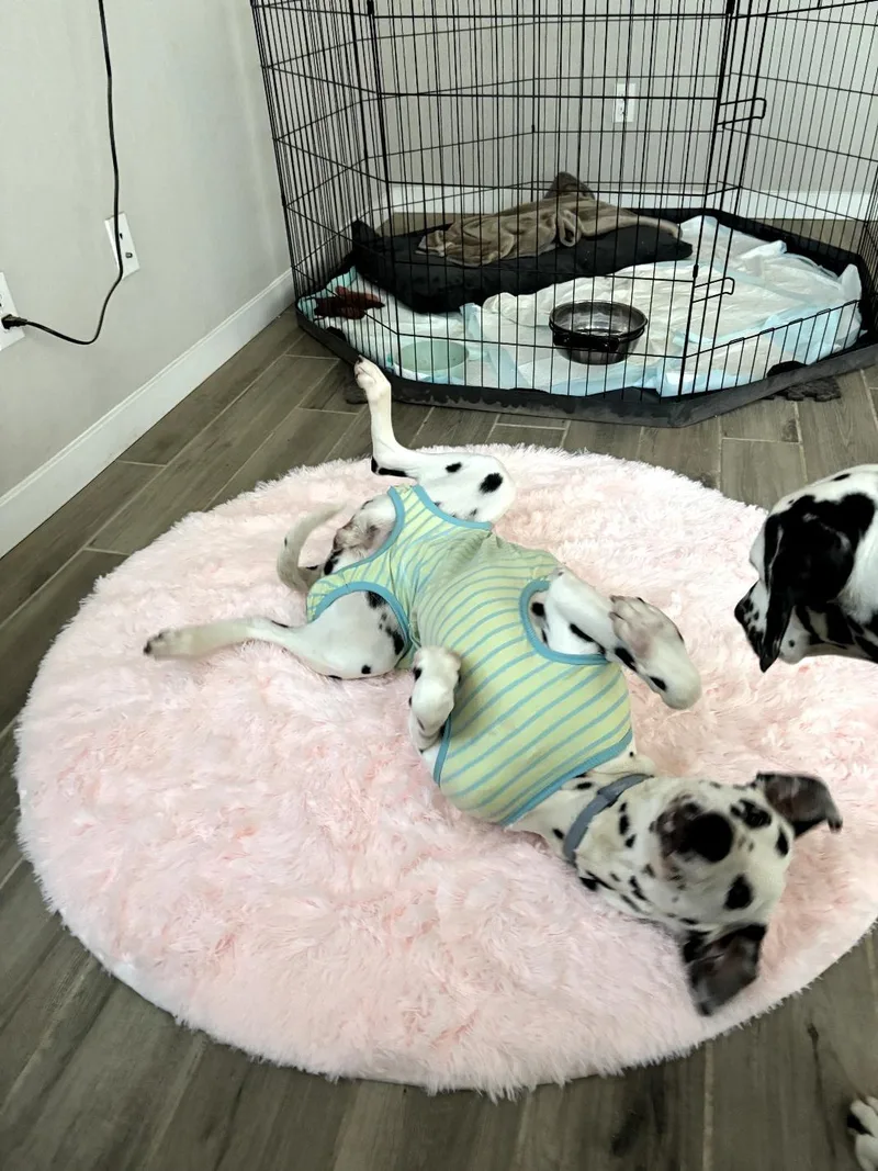 Valentinefresno  Ca thumbnail 4