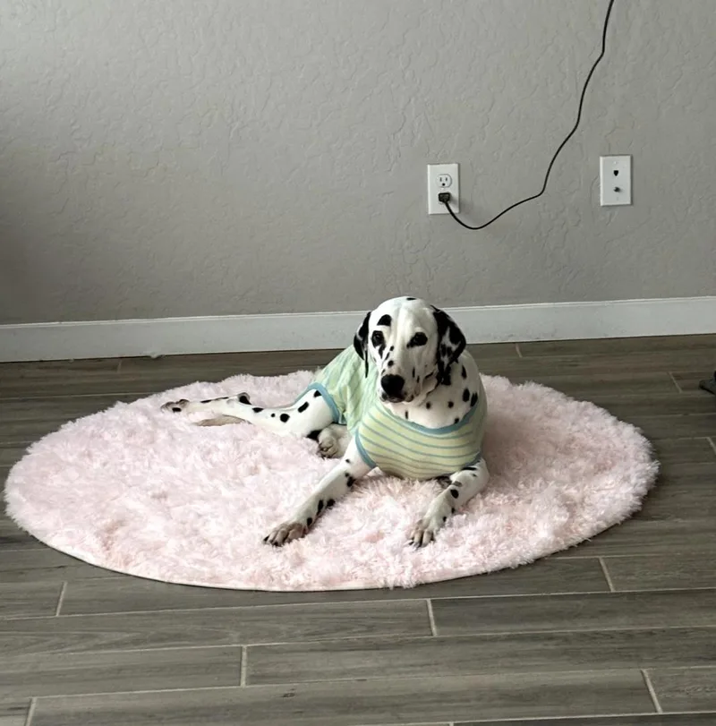 Valentinefresno  Ca thumbnail 5