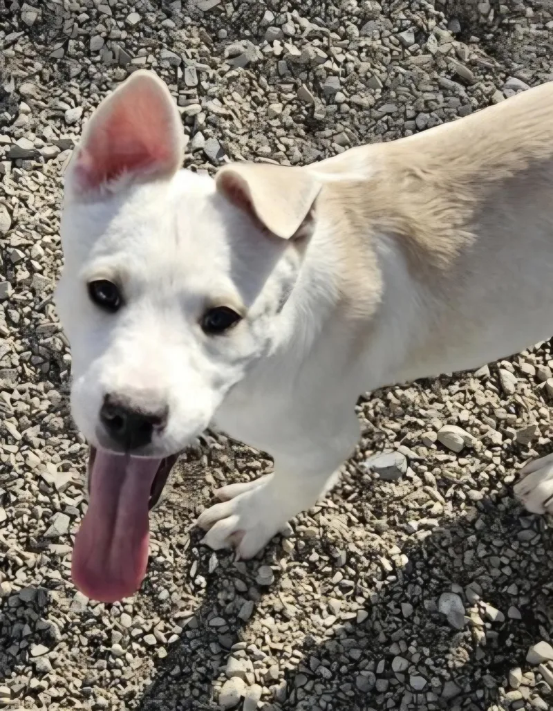 Leonardo thumbnail 2